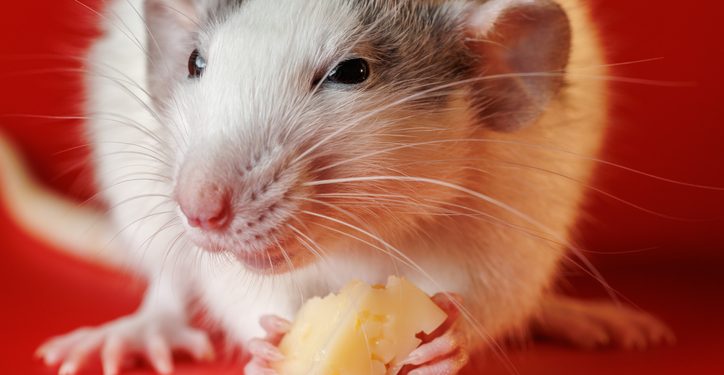 Oh, Rats! Is Your State Vulnerable For Indoor Pests?