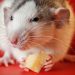 Oh, Rats! Is Your State Vulnerable For Indoor Pests?