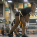 ‘Girls on the Gridiron Clinic’ returns to MEAC Football Media Day