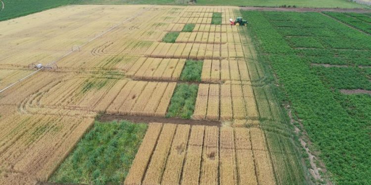 HBCU News – Kentucky State Researchers Publish Four Studies on Soil Health, Crop Nutrition, and Cancer Prevention