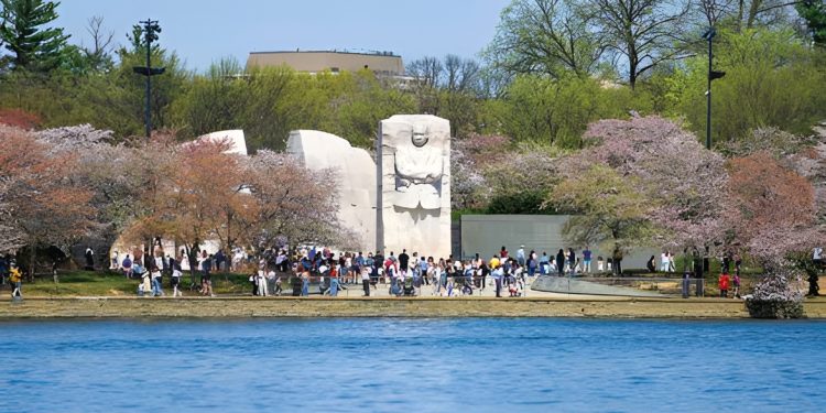 Climate change alters cherry blossom bloom patterns
