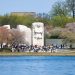 Climate change alters cherry blossom bloom patterns